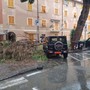 Maltempo, cade un ramo di pino a Riva Ponente: danneggiata un'auto parcheggiata Maltempo, cade un ramo di pino a Riva Ponente: danneggiata un'auto parcheggiata