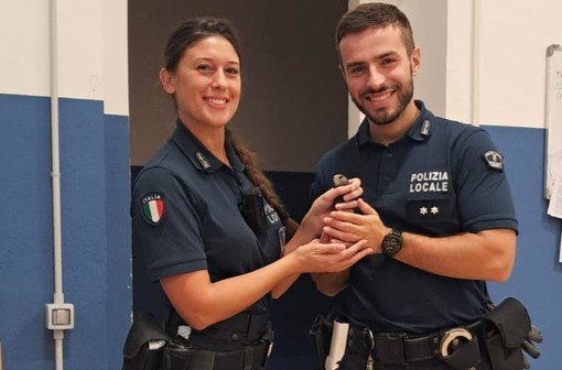 Piazza Matteotti, rondine ferita salvata dalla polizia locale