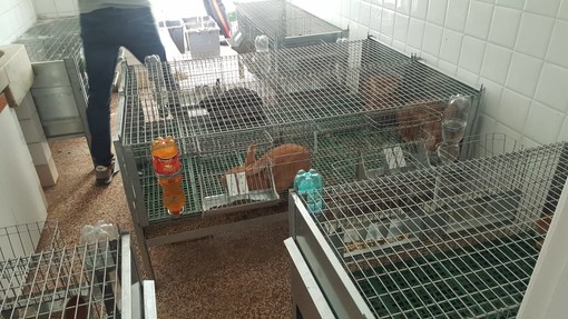Tiene fagiani e conigli in gabbia dentro un appartamento: la municipale sequestra gli animali (FOTO)