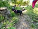 Rapallo: ampliata l'area cani del Parco delle Fontanine