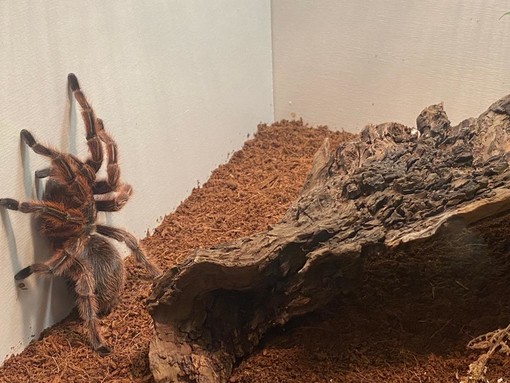 'Spiders', dal 30 aprile inaugura la mostra con animali vivi