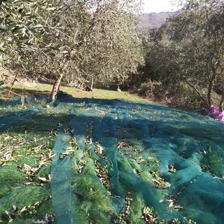 Coldiretti, concluso il Tavolo Verde con focus l’Olivocoltura. Boeri e Rivarossa: “Indispensabile per traiettorie attuali e future del comparto”
