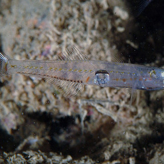 "Piano delle risorse alieutiche": la Regione fa il punto sulla pesca