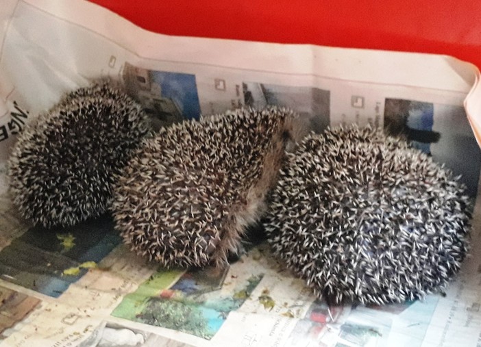 Emergenza ricci in Liguria: diversi gli interventi di Enpa per soccorrere animali in difficoltà