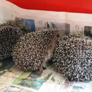 Emergenza ricci in Liguria: diversi gli interventi di Enpa per soccorrere animali in difficoltà Emergenza ricci in Liguria: diversi gli interventi di Enpa per soccorrere animali in difficoltà