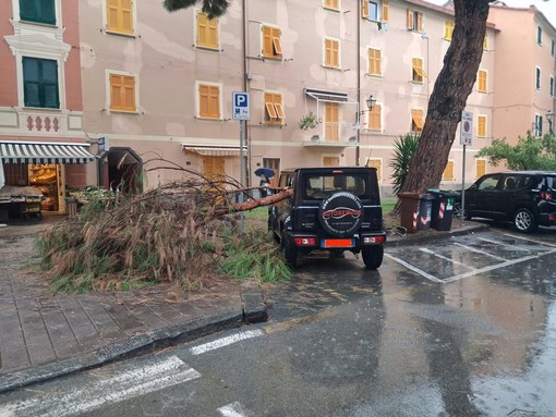 Sestri Levante, cade un ramo di pino a Riva Ponente: danneggiata un'auto parcheggiata