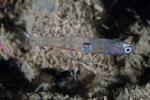 "Piano delle risorse alieutiche": la Regione fa il punto sulla pesca