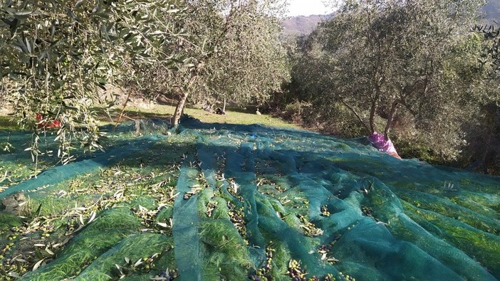 Coldiretti, concluso il Tavolo Verde con focus l’Olivocoltura. Boeri e Rivarossa: “Indispensabile per traiettorie attuali e future del comparto”