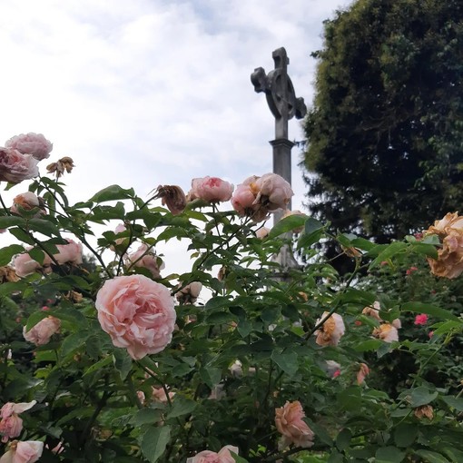 Valpolcevera, nuova vita per l'antico Cimitero di Murta e il suo roseto