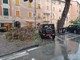 Sestri Levante, cade un ramo di pino a Riva Ponente: danneggiata un'auto parcheggiata Sestri Levante, cade un ramo di pino a Riva Ponente: danneggiata un'auto parcheggiata