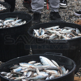 Coldiretti punta sullo sviluppo degli ittiturismi in Liguria: "Risorsa per l'economia e la tutela ambientale"