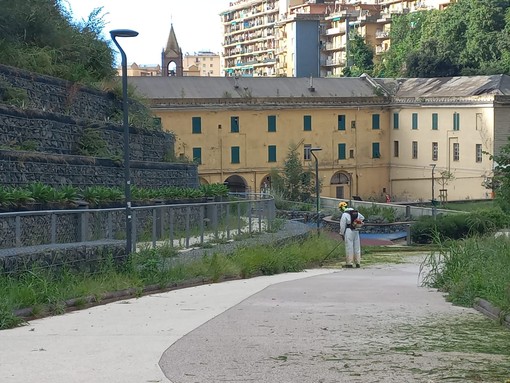 Sfalci, è scontro in consiglio comunale. Bevilacqua: "Invasi dall'erba alta". Ferrante: "Da giugno nuovi investimenti"