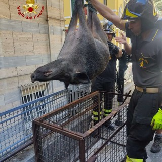 Cinghiale caduto in un'intercapedine salvato dai Vigili del Fuoco a Marassi