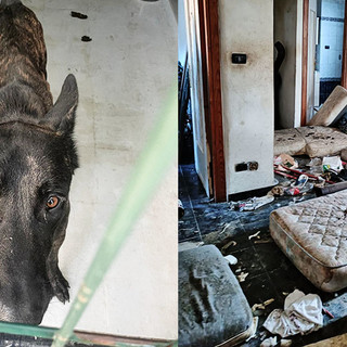 Sporcizia, escrementi e maltrattamenti, Oipa Genova salva cinque cani: indagati i proprietari (video)