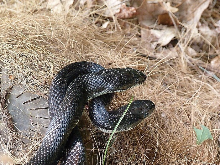 Serpente si annida in un ascensore di via Terracina a Genova: salvato dai Vigili del fuoco Serpente si annida in un ascensore di via Terracina a Genova: salvato dai Vigili del fuoco