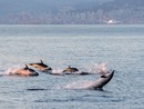 Dai webinar ai fumetti, passando per i video: i Comuni liguri parlano del Santuario Pelagos per proteggerlo Dai webinar ai fumetti, passando per i video: i Comuni liguri parlano del Santuario Pelagos per proteggerlo