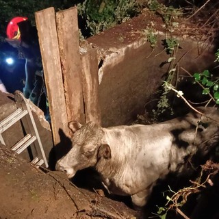 Sestri Ponente, cade dentro una cisterna: i Vigili del Fuoco salvano la mucca Demetra