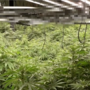 Voltri, capannone trasformato in serra di marijuana: sequestrate 355 piante, due arresti