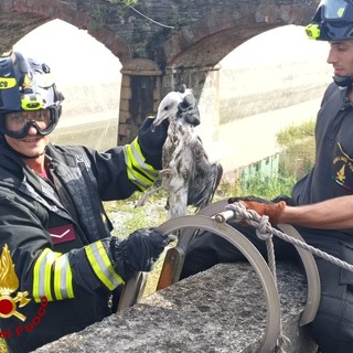Gabbiano imbrigliato in una lenza da pesca salvato dai Vigili del Fuoco nel fiume Leira