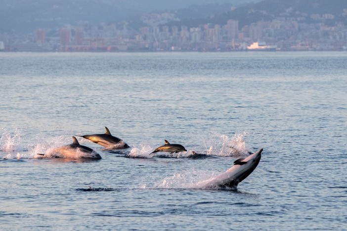 Dai webinar ai fumetti, passando per i video: i Comuni liguri parlano del Santuario Pelagos per proteggerlo