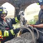 Gabbiano imbrigliato in una lenza da pesca salvato dai Vigili del Fuoco nel fiume Leira Gabbiano imbrigliato in una lenza da pesca salvato dai Vigili del Fuoco nel fiume Leira