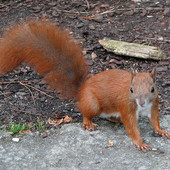 Scoiattoli rossi, uno studio di Unige e Ispra decreterà se i parchi di Nervi sono adatti a riospitare la specie