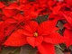 Feste di Natale: al via agli acquisti con le piante &quot;Made in Liguria&quot;