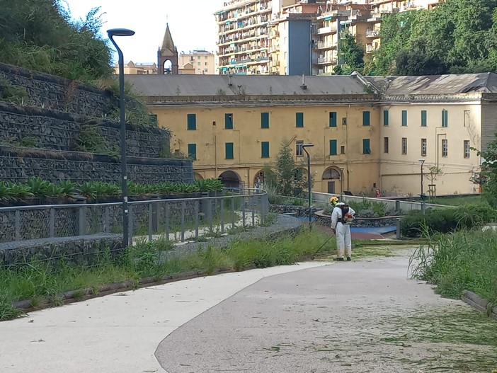 Sfalci, è scontro in consiglio comunale. Bevilacqua: "Invasi dall'erba alta". Ferrante: "Da giugno nuovi investimenti" Sfalci, è scontro in consiglio comunale. Bevilacqua: "Invasi dall'erba alta". Ferrante: "Da giugno nuovi investimenti"
