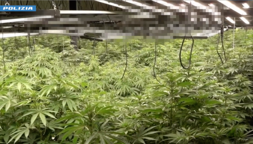 Voltri, capannone trasformato in serra di marijuana: sequestrate 355 piante, due arresti