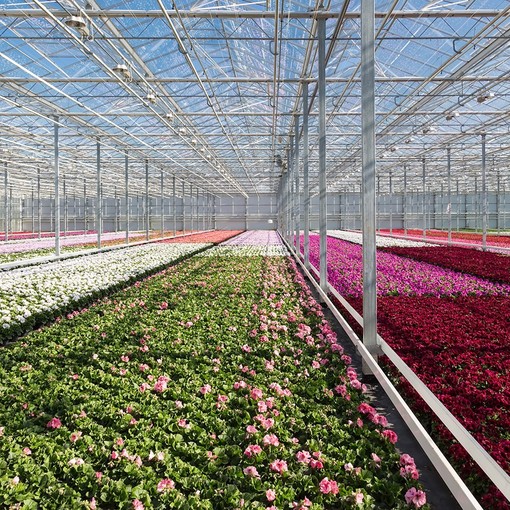 Florovivaismo, approvata la legge delega. Il presidente ad interim Piana: "Nuovo slancio per la Liguria"