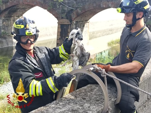 Gabbiano imbrigliato in una lenza da pesca salvato dai Vigili del Fuoco nel fiume Leira Gabbiano imbrigliato in una lenza da pesca salvato dai Vigili del Fuoco nel fiume Leira