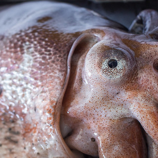 Operazione per la sicurezza alimentare della guardia costiera: sequestrati 800 kg di pesce
