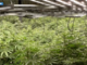 Voltri, capannone trasformato in serra di marijuana: sequestrate 355 piante, due arresti Voltri, capannone trasformato in serra di marijuana: sequestrate 355 piante, due arresti