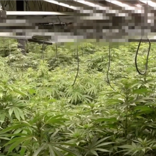 Voltri, capannone trasformato in serra di marijuana: sequestrate 355 piante, due arresti