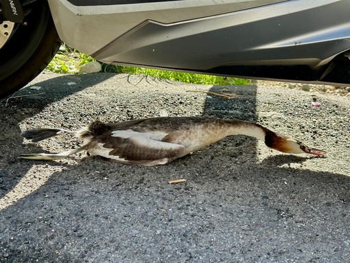 Castelletto, Svasso Maggiore trovato morto sotto a un’auto in sosta Castelletto, Svasso Maggiore trovato morto sotto a un’auto in sosta