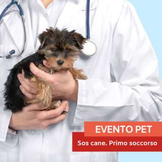 Pronto soccorso animale: cosa fare quando il tuo cane si fa male