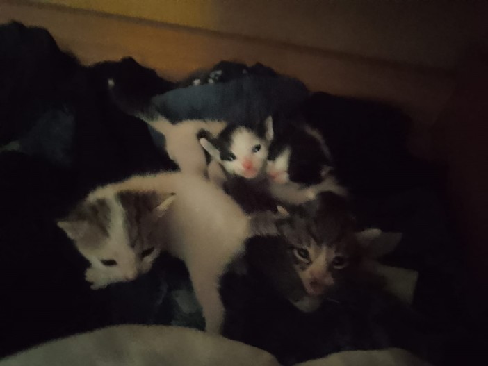 Nove gatti maltrattati, sequestrati dalle guardie zoofile, indagata la proprietaria (foto e video)