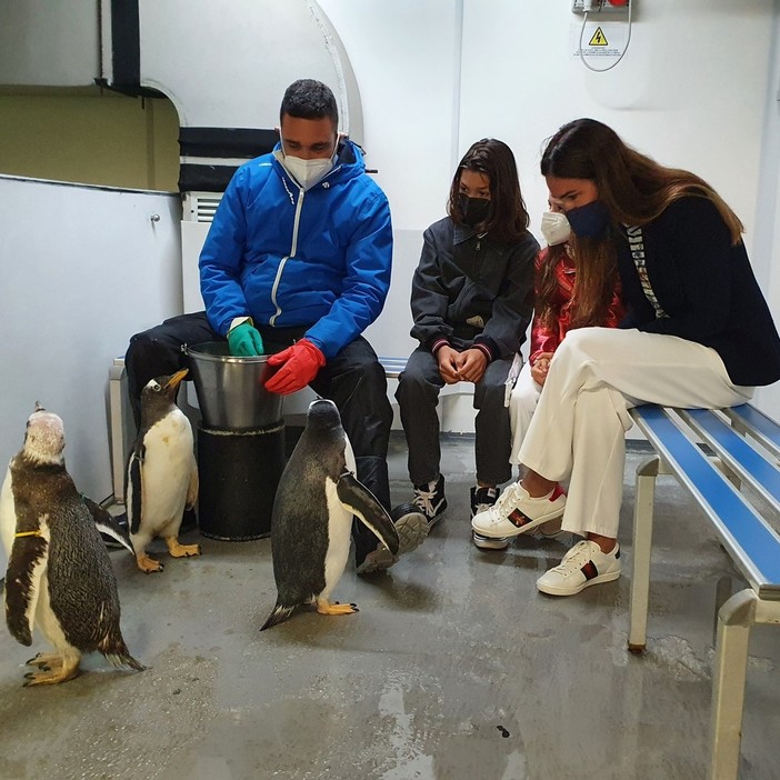 'Battezzati' i pinguini all'Acquario di Genova, madrina d'eccezione Silvia Toffanin 'Battezzati' i pinguini all'Acquario di Genova, madrina d'eccezione Silvia Toffanin