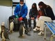'Battezzati' i pinguini all'Acquario di Genova, madrina d'eccezione Silvia Toffanin