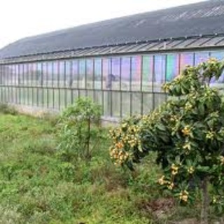 Agricoltura, finanziamenti per fotovoltaico sulle serre: la proposta di Regione Liguria