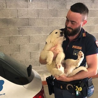 "Se non ti porto non parto", la nuova campagna contro gli abbandoni estivi degli animali domestici