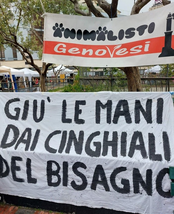Cinghiali nel Bisagno, gli Animalisti genovesi: "L'abbattimento è solo un tapullo" Cinghiali nel Bisagno, gli Animalisti genovesi: "L'abbattimento è solo un tapullo"
