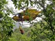 Settantenne cade mentre pulisce una vasca a Moconesi, interviene l'elicottero