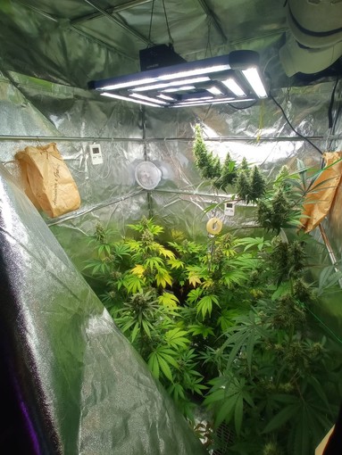 La piantagione di marjiuana in casa è troppo 'aromatica' e un cittadino la segnala alla polizia locale, un arresto