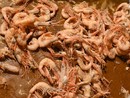 La Sagra del Fritto di Pesce