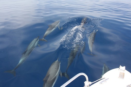 I mammiferi avvistati dal Gruppo Pelagos L.N.I. - Sez. di Finale Ligure (foto tratte dalla pagina Facebook Pelagos"