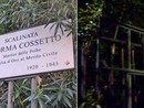Vandalizzata nuovamente la targa dedicata a Norma Cossetto: un'intitolazione che non ha mai trovato pace Vandalizzata nuovamente la targa dedicata a Norma Cossetto: un'intitolazione che non ha mai trovato pace