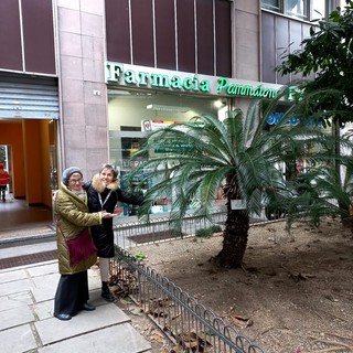 Genova riscopre il suo patrimonio verde: targhette informative per trenta alberi storici