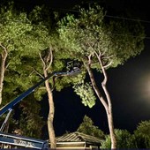 Brignole, torna la protesta contro i tagli degli alberi: “Non contestiamo le perizie, ma una gestione senza trasparenza” Brignole, torna la protesta contro i tagli degli alberi: “Non contestiamo le perizie, ma una gestione senza trasparenza”