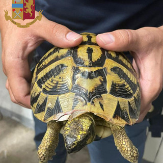 Sbatte ripetutamente sull'asfalto una tartaruga, la polizia denuncia un 43enne